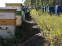 Пасека Салминых