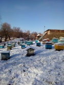 Пасека «Пашкины пасеки»