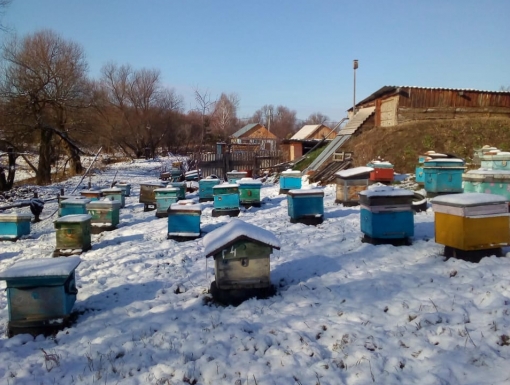 Пасека «Пашкины пасеки»