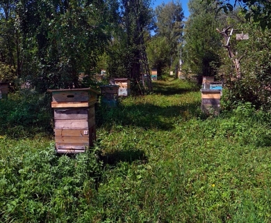 Пасека Малышевых Пасека Малышевых