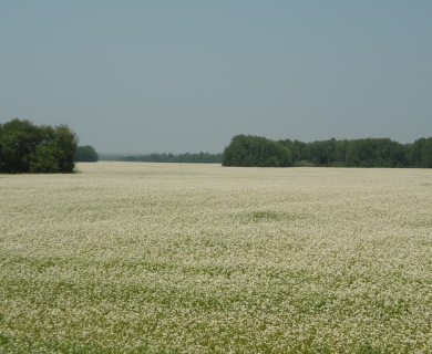 Пасека "Пряник и Ко" Пасека "Пряник и Ко"