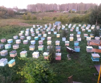 Пасека Вячеслава Паршина Пасека Вячеслава Паршина